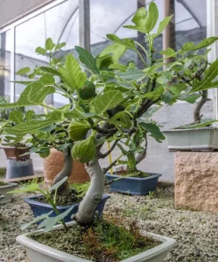 Edible Fig Tree Seeds – Ficus Carica – 30 Seeds – Purple Brown Fruit - Image 14