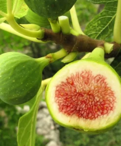Edible Fig Tree Seeds – Ficus Carica – 30 Seeds – Purple Brown Fruit - Image 3