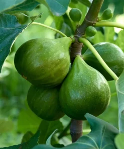 Edible Fig Tree Seeds – Ficus Carica – 30 Seeds – Purple Brown Fruit - Image 4