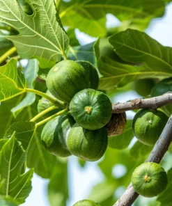 Edible Fig Tree Seeds – Ficus Carica – 30 Seeds – Purple Brown Fruit - Image 5