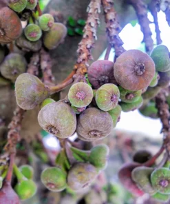 Edible Fig Tree Seeds – Ficus Carica – 30 Seeds – Purple Brown Fruit - Image 6