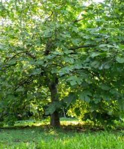 Edible Fig Tree Seeds – Ficus Carica – 30 Seeds – Purple Brown Fruit - Image 9