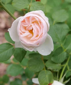 Edible Flavorette Pear'd Rose Live Plant - Soft Pink Blooms, 4" Pot - Image 2