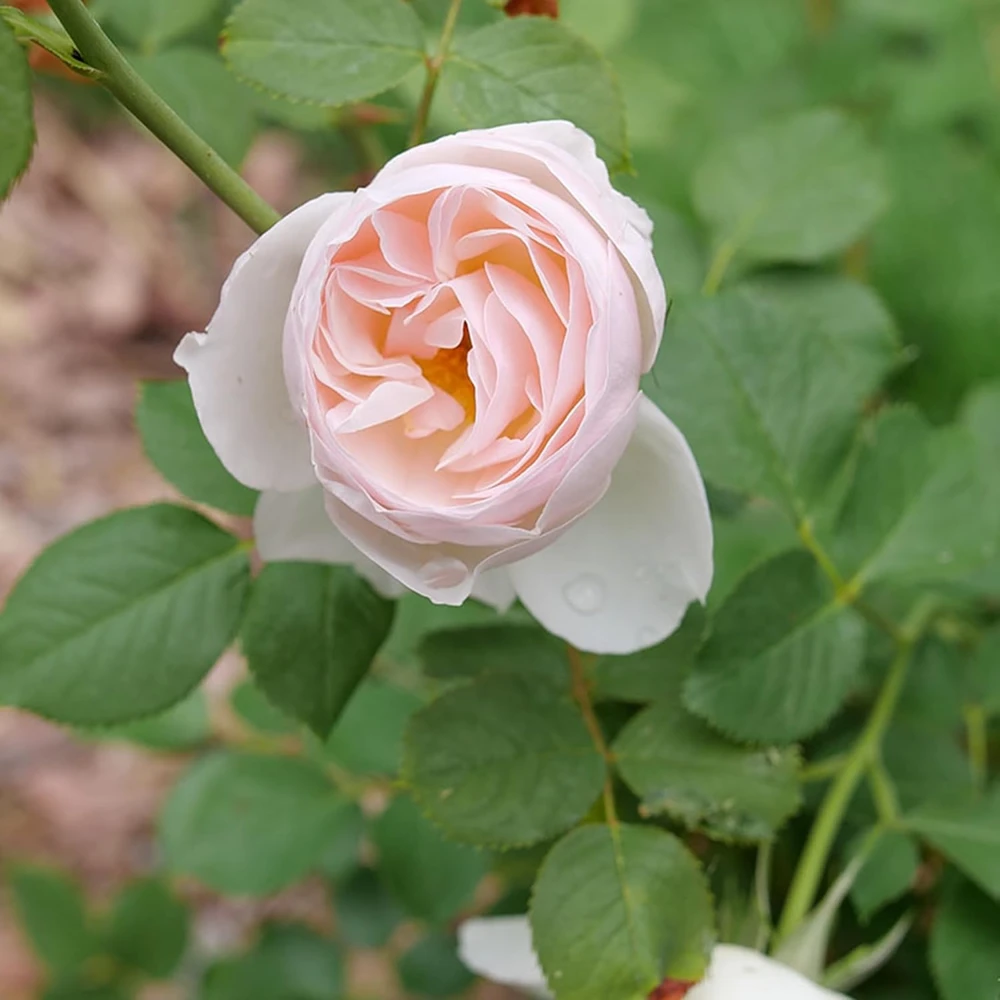 Edible Flavorette Pear'd Rose Live Plant - Soft Pink Blooms, 4" Pot - Image 2