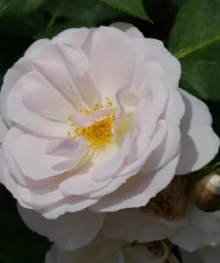 Edible Flavorette Pear'd Rose Live Plant - Soft Pink Blooms, 4