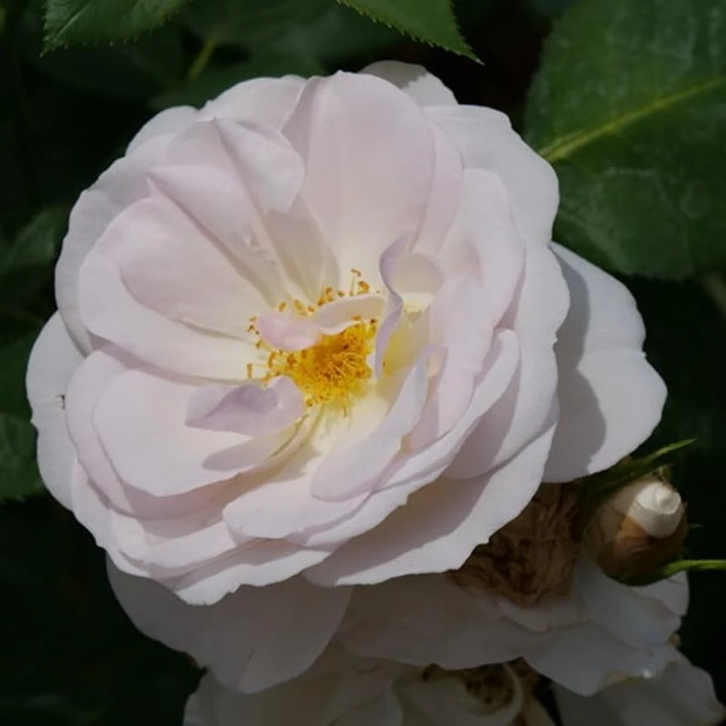 Edible Flavorette Pear'd Rose Live Plant - Soft Pink Blooms, 4" Pot - Image 3