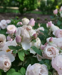 Edible Flavorette Pear'd Rose Live Plant - Soft Pink Blooms, 4