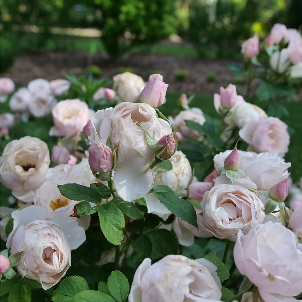 Edible Flavorette Pear'd Rose Live Plant - Soft Pink Blooms, 4" Pot - Image 1