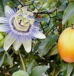 Edible Passion Vine Live Plant - Passiflora caerulea - 4" Pot - Image 2