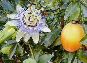 Edible Passion Vine Live Plant - Passiflora caerulea - 4" Pot - Image 2