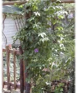 Edible Passion Vine Live Plant - Passiflora caerulea - 4