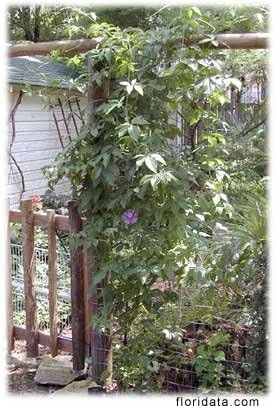 Edible Passion Vine Live Plant - Passiflora caerulea - 4" Pot - Image 3