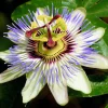 Edible Passion Vine Live Plant - Passiflora caerulea - 4" Pot - Image 1