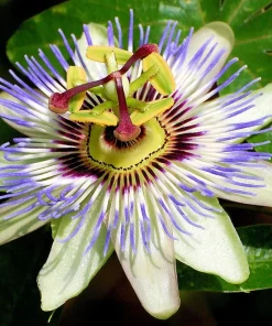Edible Passion Vine Live Plant - Passiflora caerulea - 4
