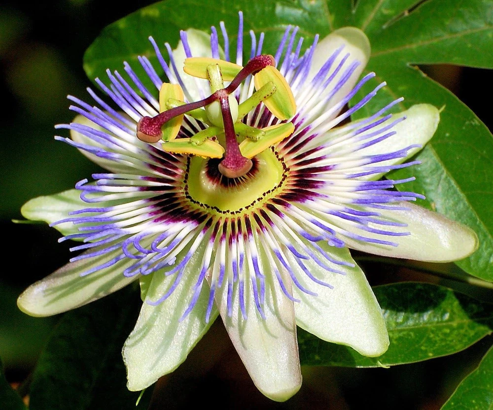 Edible Passion Vine Live Plant - Passiflora caerulea - 4" Pot - Image 1
