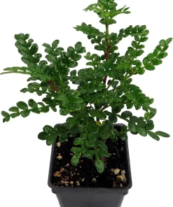 Edible Yellowwood Pepper Tree Live Plant - 2.5