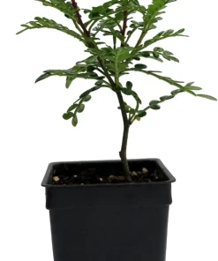 Edible Yellowwood Pepper Tree Live Plant - 2.5