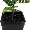 Edible Yellowwood Pepper Tree Live Plant - 2.5" Pot - Indoor/Outdoor - Image 1