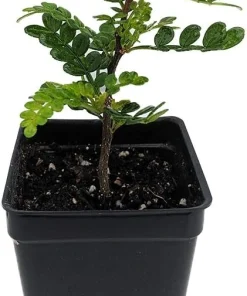 Edible Yellowwood Pepper Tree Live Plant - 2.5
