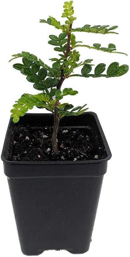 Edible Yellowwood Pepper Tree Live Plant - 2.5" Pot - Indoor/Outdoor - Image 1