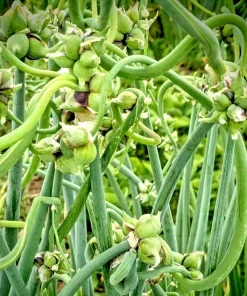 Egyptian Walking Onion Seeds - 100 Top Sets Multiplier Perennial - Image 3