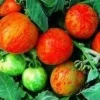 Elberta Peach Tomato Seeds - 20 Count - Flavorful & High-Yielding - Image 1