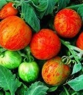 Elberta Peach Tomato Seeds - 20 Count - Flavorful & High-Yielding - Image 1