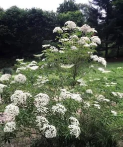 Elderberry Live Plant - 3 Pack 6-12