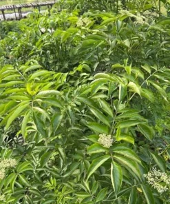 Elderberry Live Plant - 3 Pack 6-12