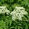 Elderberry Live Plant - 3 Pack 6-12" Sambucus Nigra Shrub Starter - Image 1