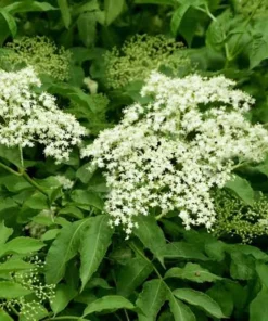 Elderberry Live Plant - 3 Pack 6-12