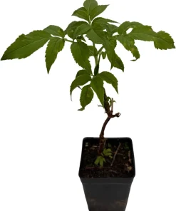 Elderberry Live Plant - Sambucus canadensis Shrub - Edible Berries - Zones 3-9 - 3.25 inch Pot - Image 2