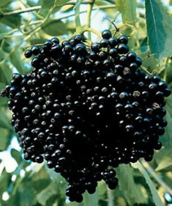 Elderberry Live Plant - Sambucus canadensis Shrub - Edible Berries - Zones 3-9 - 3.25 inch Pot - Image 3