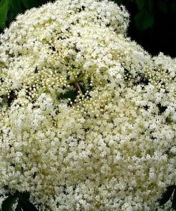Elderberry Live Plant - Sambucus canadensis Shrub - Edible Berries - Zones 3-9 - 3.25 inch Pot - Image 4