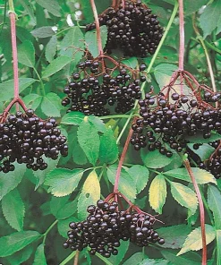 Elderberry Live Plant - Sambucus canadensis Shrub - Edible Berries - Zones 3-9 - 3.25 inch Pot - Image 1