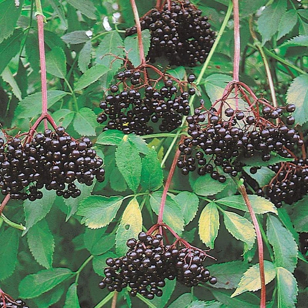 Elderberry Live Plant - Sambucus canadensis Shrub - Edible Berries - Zones 3-9 - 3.25 inch Pot - Image 1