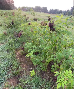 Elderberry Live Plant - Sambucus Canadensis Shrub in 4 Inch Pot - Edible Berries - Image 10