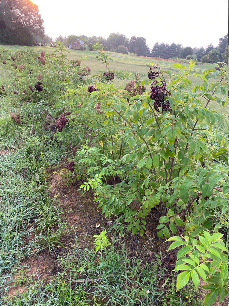 Elderberry Live Plant - Sambucus Canadensis Shrub in 4 Inch Pot - Edible Berries - Image 10