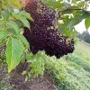 Elderberry Live Plant - Sambucus Canadensis Shrub in 4 Inch Pot - Edible Berries - Image 1