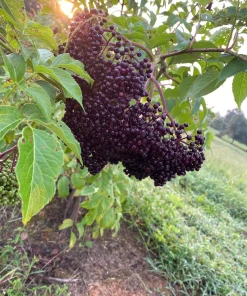 Elderberry Live Plant - Sambucus Canadensis Shrub in 4 Inch Pot - Edible Berries - Image 1