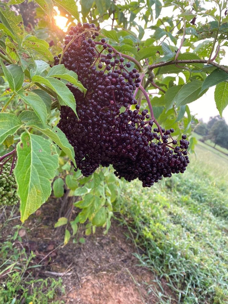 Elderberry Live Plant - Sambucus Canadensis Shrub in 4 Inch Pot - Edible Berries - Image 1