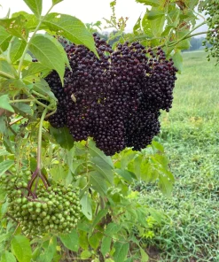 Elderberry Live Plant - Sambucus Canadensis Shrub in 4 Inch Pot - Edible Berries - Image 2