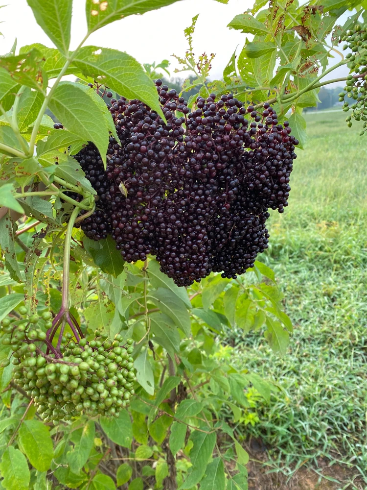 Elderberry Live Plant - Sambucus Canadensis Shrub in 4 Inch Pot - Edible Berries - Image 2
