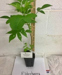 Elderberry Live Plant - Sambucus Canadensis Shrub in 4 Inch Pot - Edible Berries - Image 3