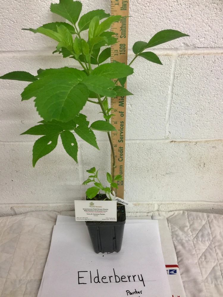 Elderberry Live Plant - Sambucus Canadensis Shrub in 4 Inch Pot - Edible Berries - Image 3