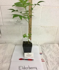 Elderberry Live Plant - Sambucus Canadensis Shrub in 4 Inch Pot - Edible Berries - Image 4