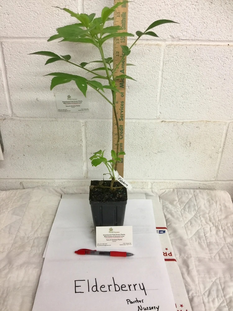 Elderberry Live Plant - Sambucus Canadensis Shrub in 4 Inch Pot - Edible Berries - Image 4