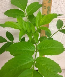 Elderberry Live Plant - Sambucus Canadensis Shrub in 4 Inch Pot - Edible Berries - Image 5