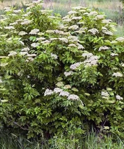 Elderberry Live Plant - Sambucus Canadensis Shrub in 4 Inch Pot - Edible Berries - Image 6
