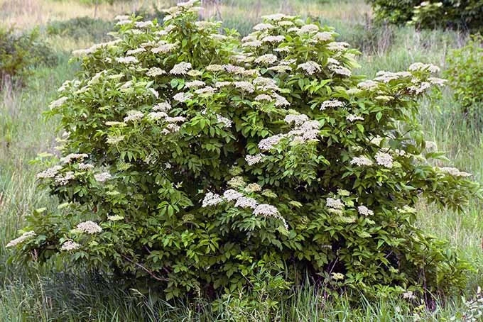 Elderberry Live Plant - Sambucus Canadensis Shrub in 4 Inch Pot - Edible Berries - Image 6